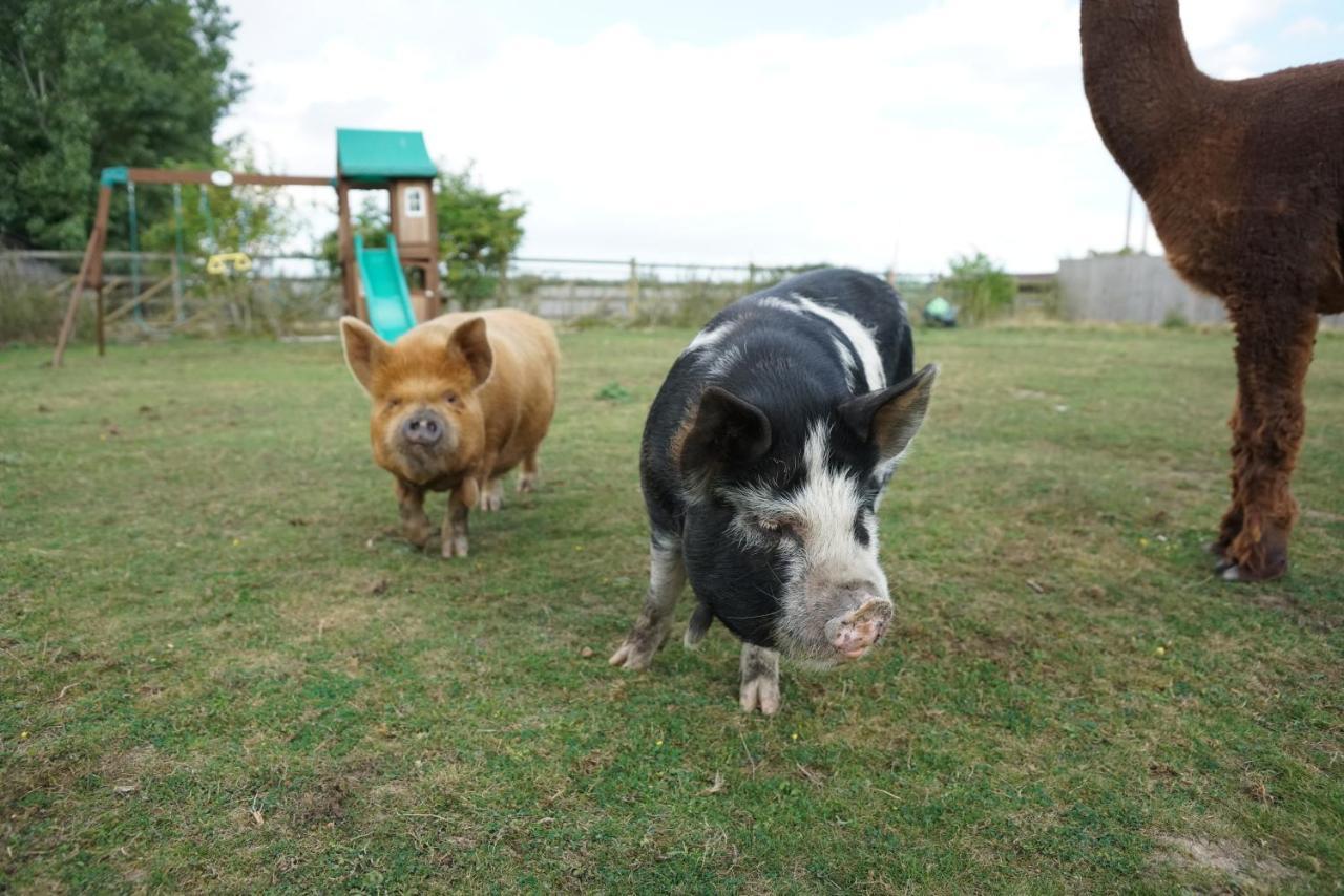 מלון סיטינגבורן The Piggery Pod מראה חיצוני תמונה